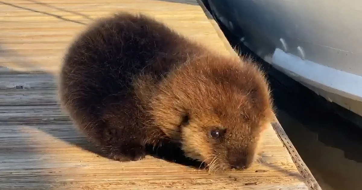 Little Baby Otter Is so Lost With His Mom, Then He Spots Her!