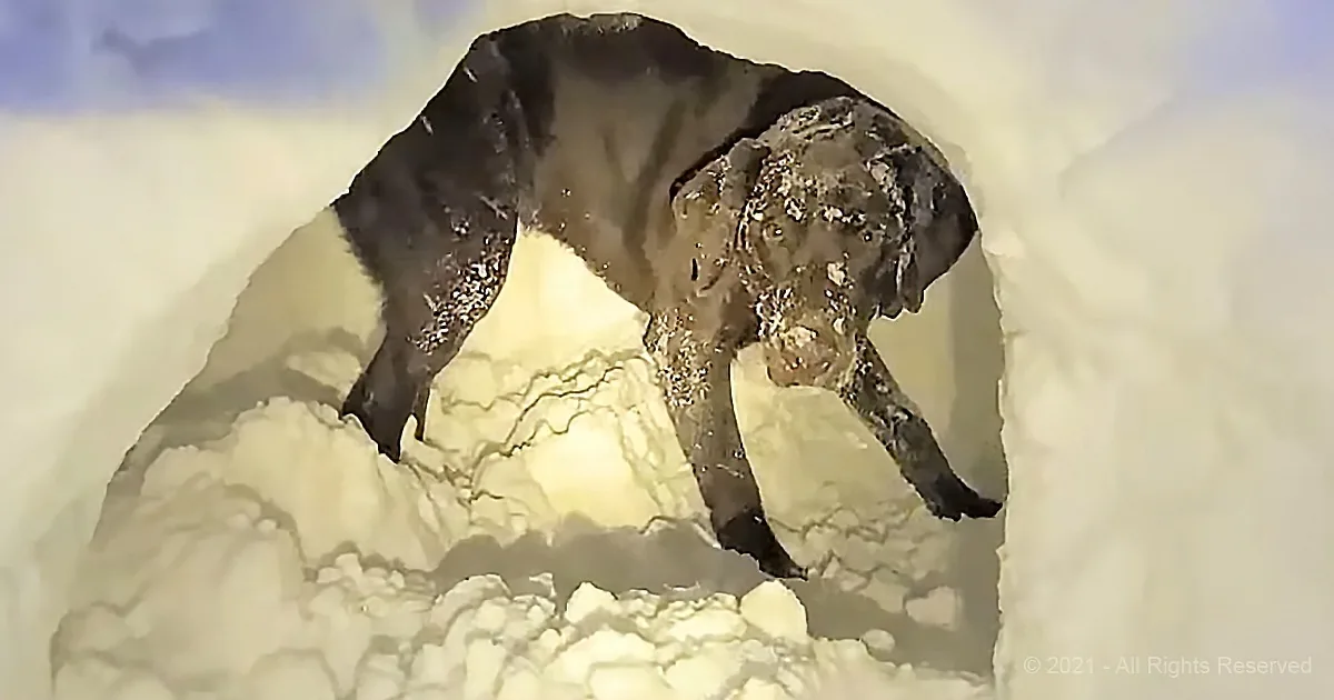 Little Girl's Dog Helps Her Build a Snow Fort
