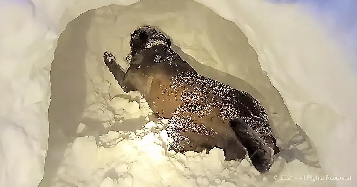 A dog, covered in snow, is standing in a snow tunnel, looking up.
