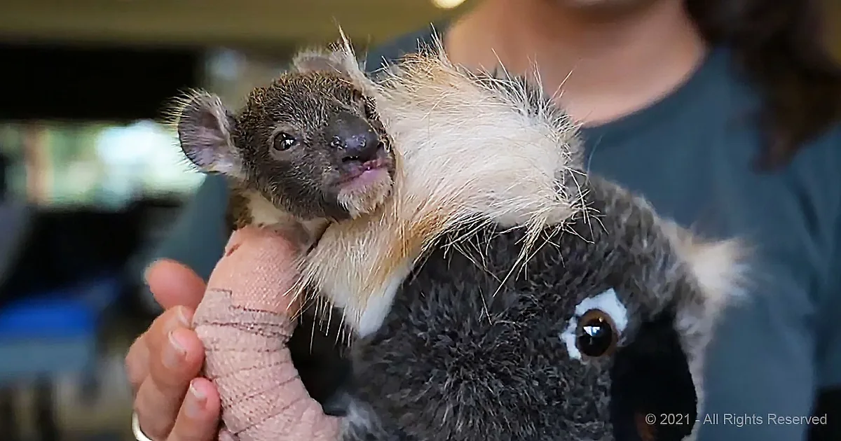Orphaned Baby Koala Gets Tiny Arm Cast After Fall