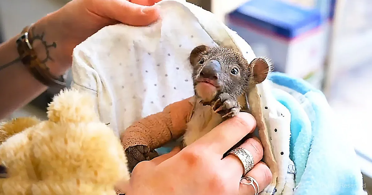 A tiny koala joey is being held and comforted by a person with a teddy bear nearby.