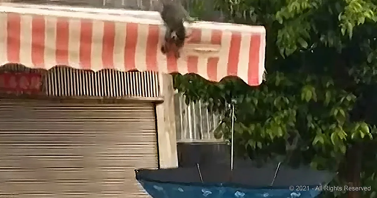 A squirrel climbs on a red and white striped awning above a closed metal shutter.
