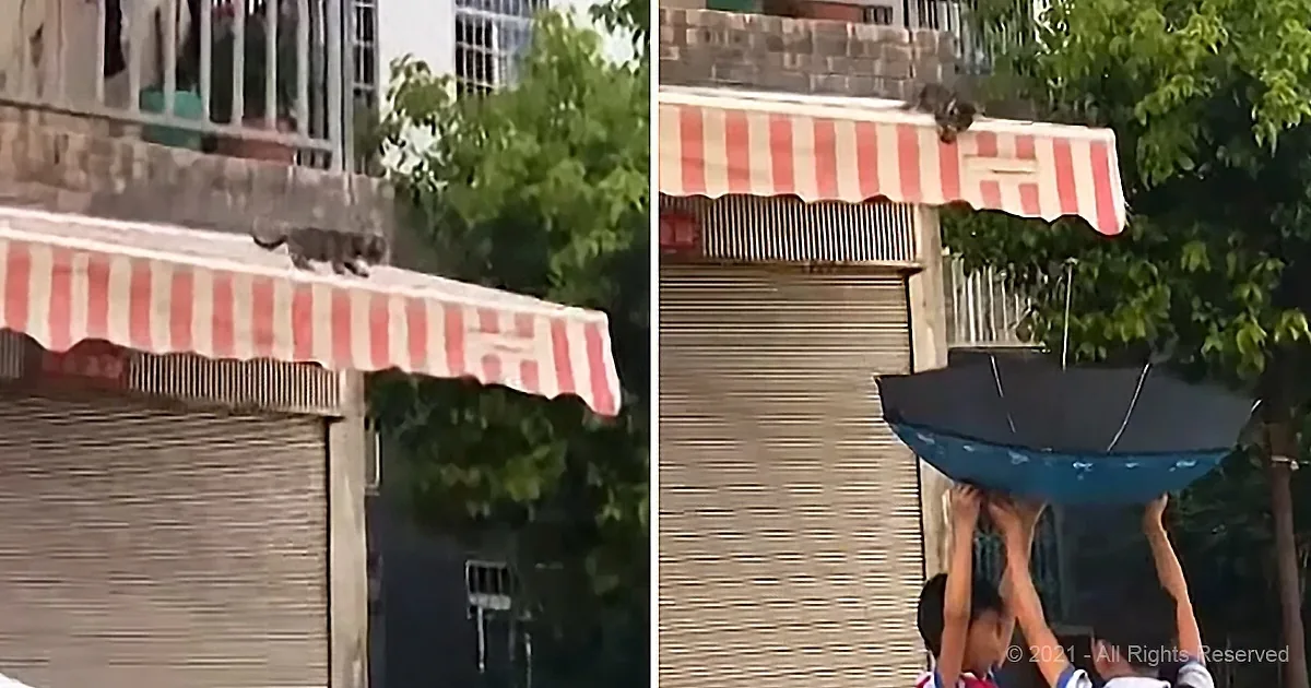 A squirrel perches on a striped awning, while a person holds an umbrella above their head.
