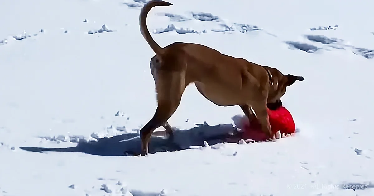 A brown dog plays with a red frisbee in the snow.