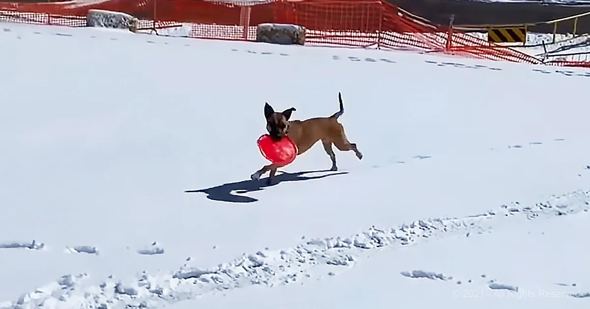 Smart Dog Invents Frisbee-Sledding