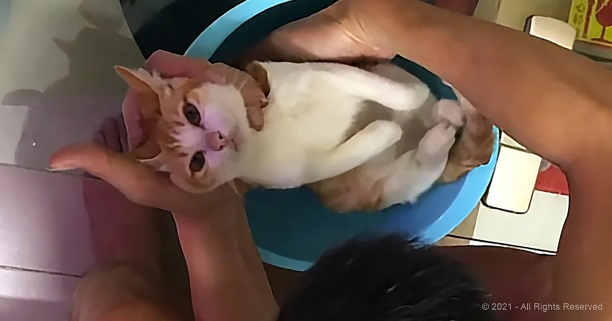 A person holds a white and orange cat upside down, with the cat looking up.