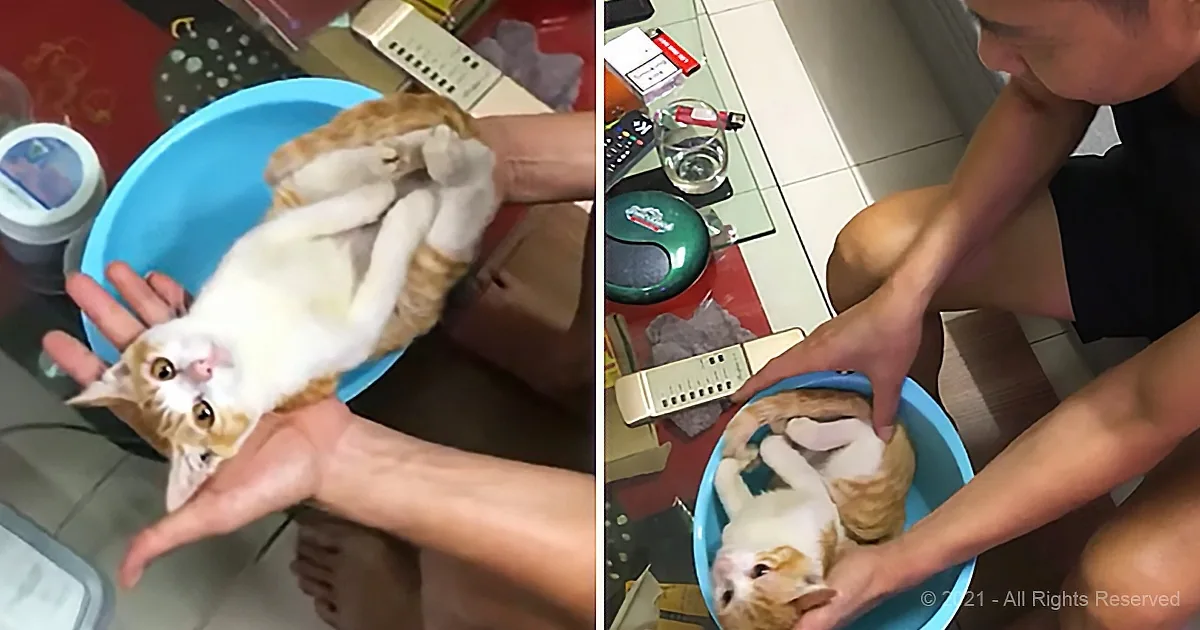 A person holds a white and orange cat in a blue bowl, with the cat looking up and appearing relaxed.