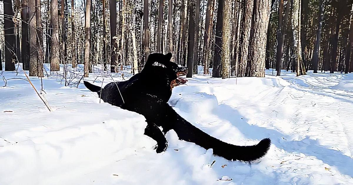 A black dog leaps joyfully in the snow, surrounded by a forest of tall trees.