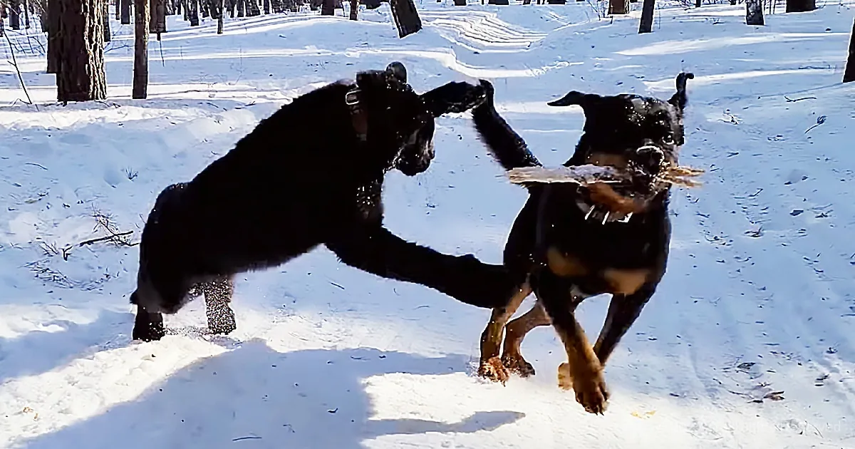 Beautiful Friendship Between Panther and Rottweiler