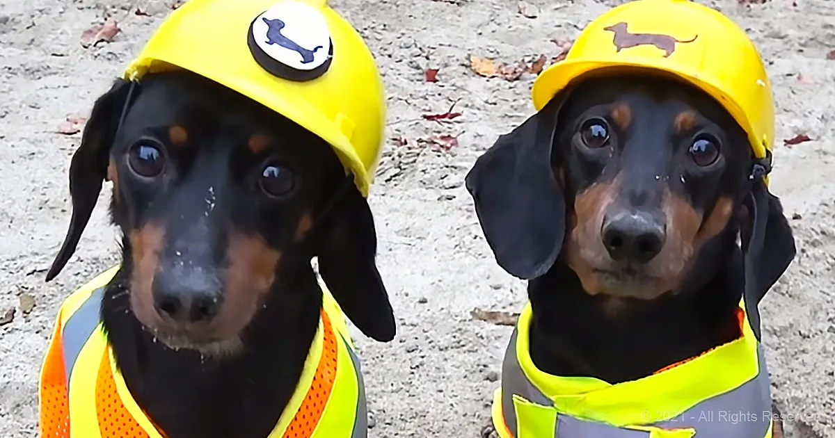Dachshunds Bring the Suez Canal Back on Schedule