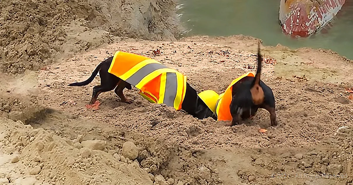 Two dogs in safety vests are digging in sandy terrain near a body of water.