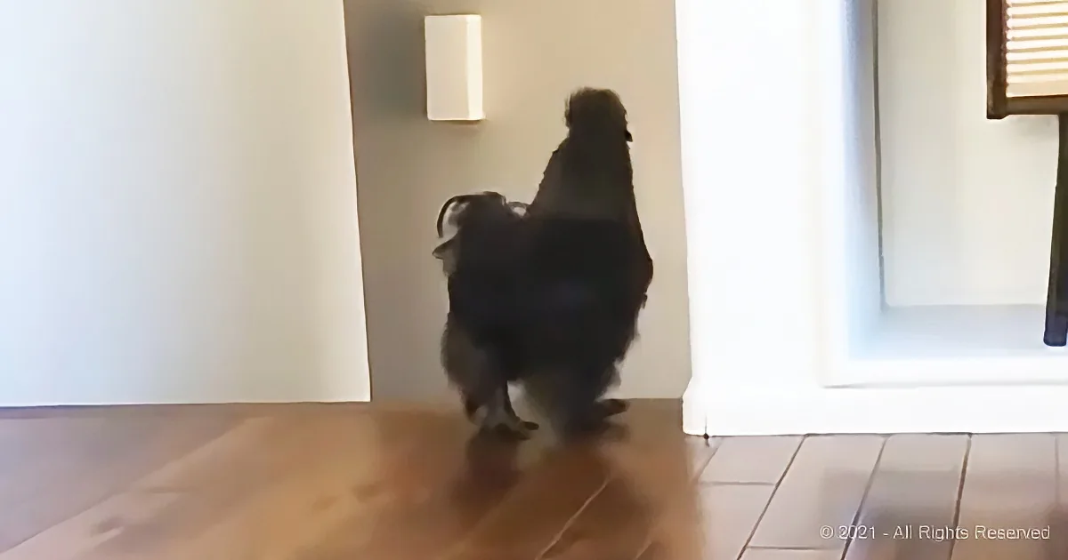 A fluffy black dog walks away from the camera on a wooden floor, with a white wall and light fixture in the background.