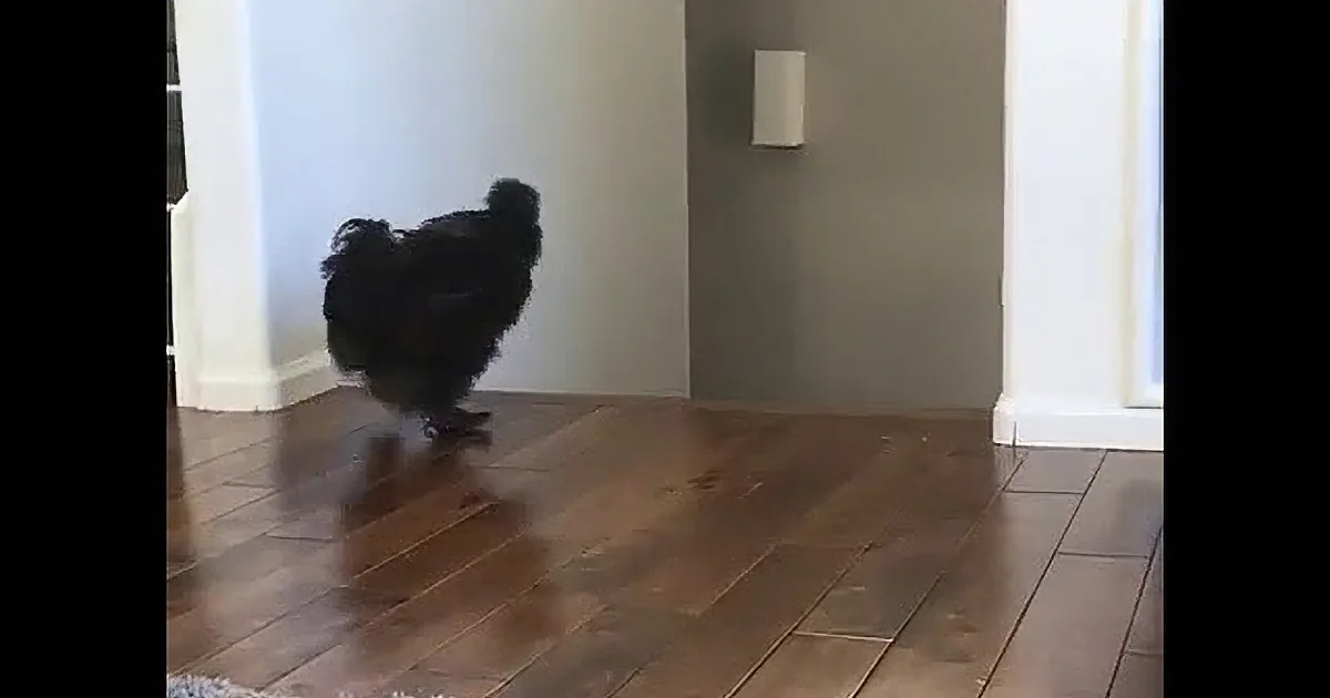 Beautiful Black Chicken Gets Excited When Daddy Comes Home