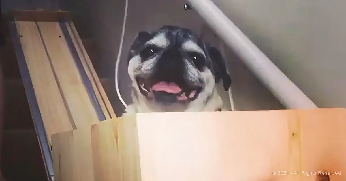 A happy pug dog with its tongue out is peeking out from behind a wooden structure.