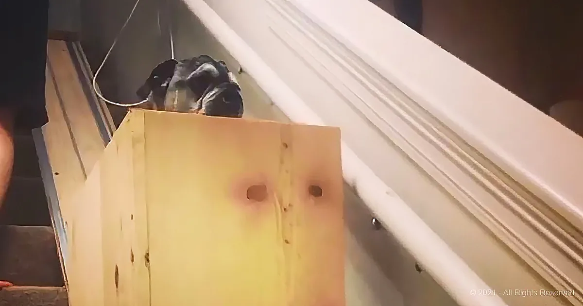A small black and white dog is peeking out from a wooden box on a staircase.