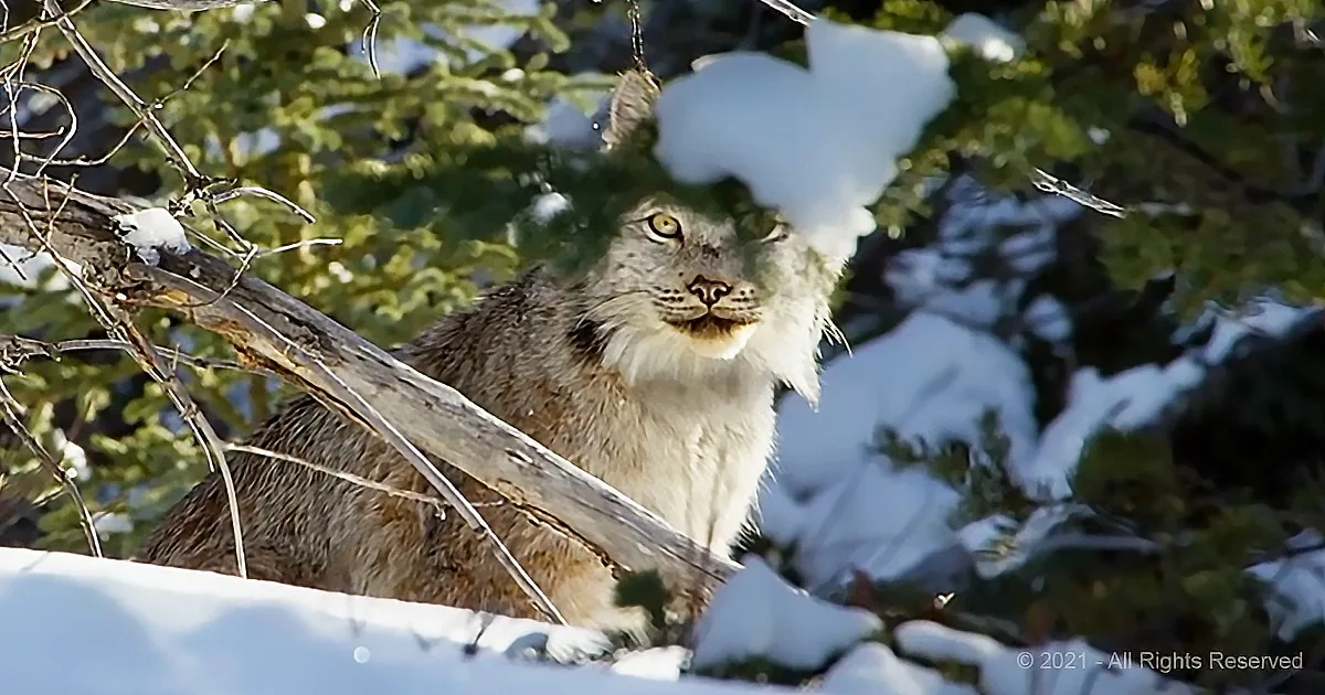 A Canada lynx with distinctive tufted ears and a white chest sits amidst snow-covered branches and green foliage.