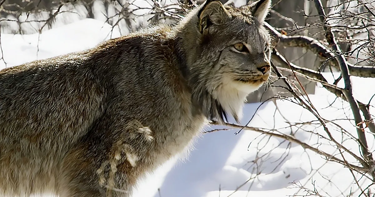 A Canada lynx stands in a snowy forest, its fur blending with the white surroundings.