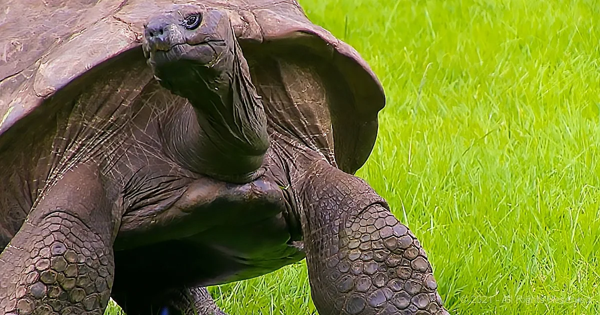 A giant tortoise stands in a lush green field, its scaly shell and wrinkled skin clearly visible.