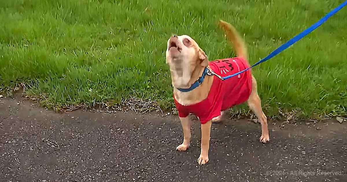 Meet Prancer, the Selectively Grumpy Chihuahua