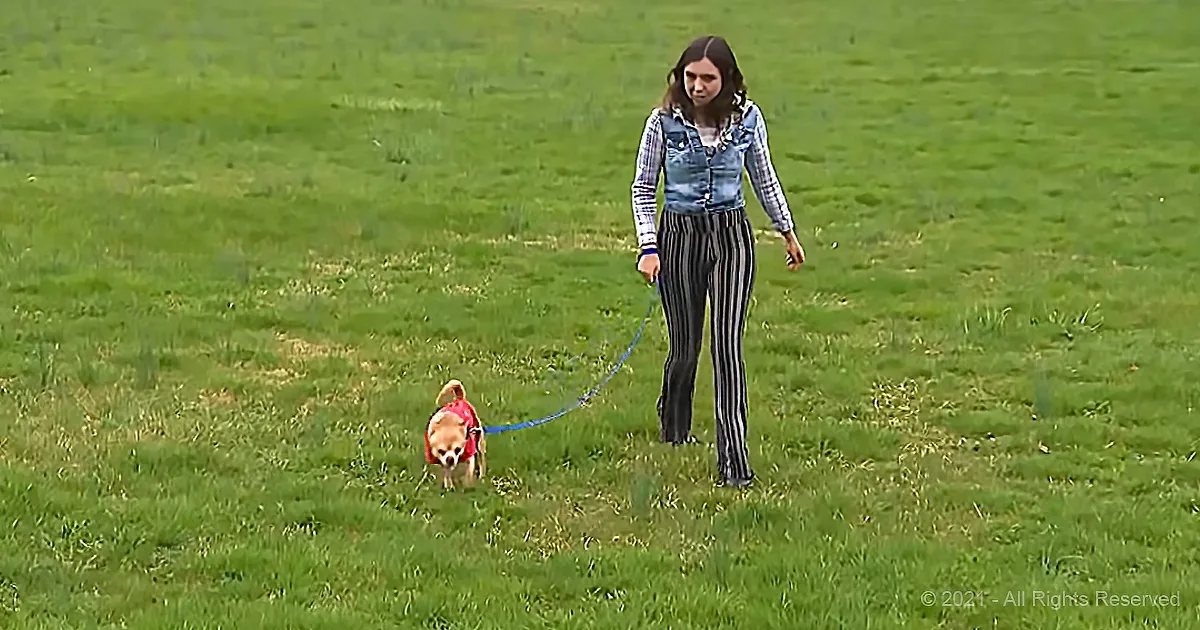 A woman walks a small dog in a grassy field, both wearing casual outfits.
