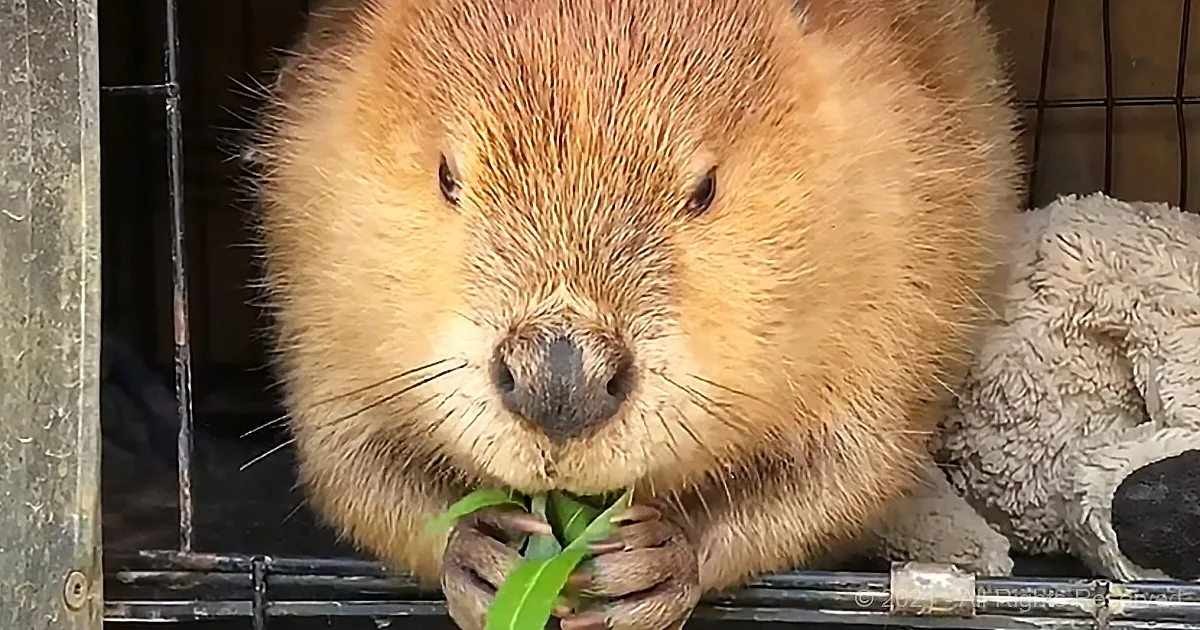 A beaver with a fluffy brown coat holds green leaves in its paws, sitting in a metal cage.