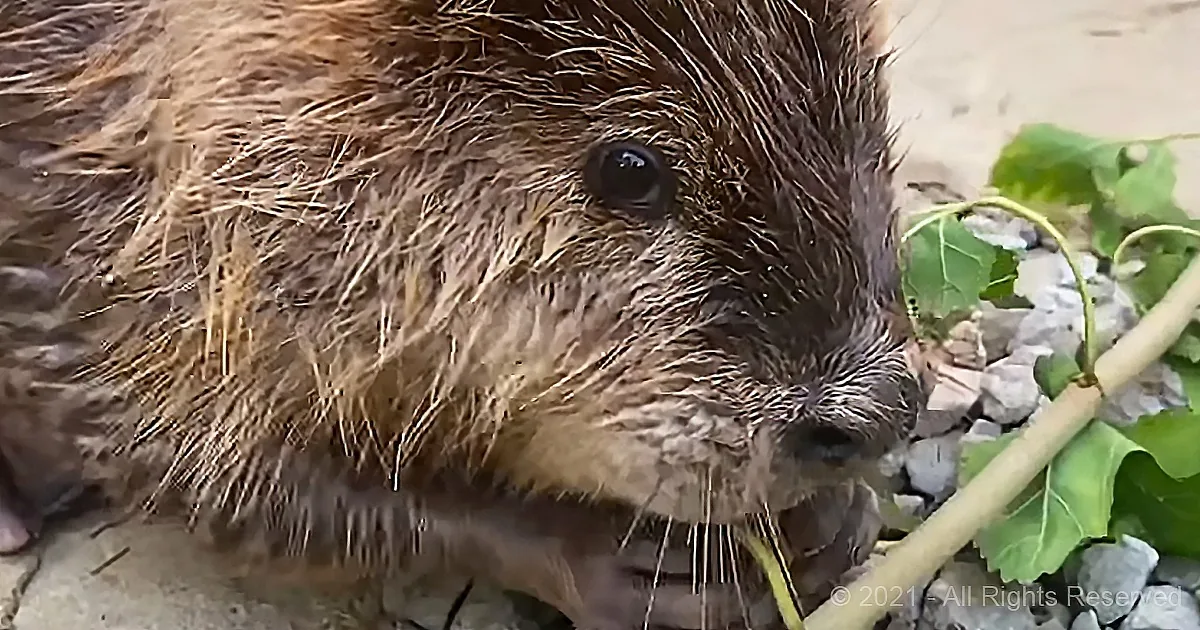 A beaver with wet fur and a leafy branch in its mouth stands on a rocky surface.