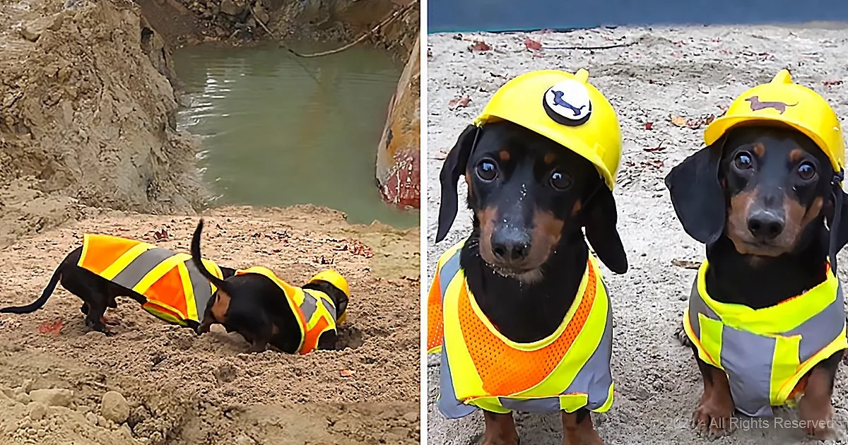 Team of Weiner Dogs Save the World's Economy
