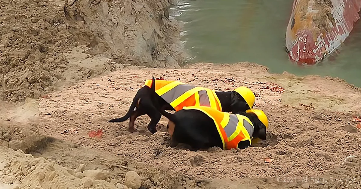 Two dogs in safety vests are lying on sandy ground near a body of water.