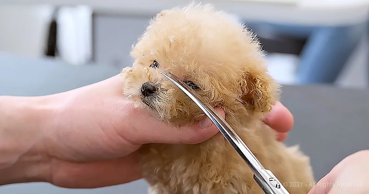 A small, fluffy, light brown dog being groomed by a person holding scissors.