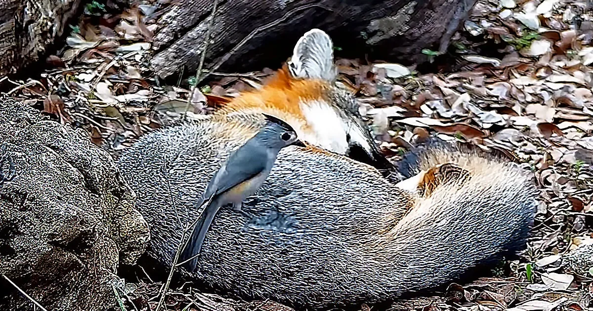 A bird perches on a dead animal's back amidst fallen leaves and tree bark.