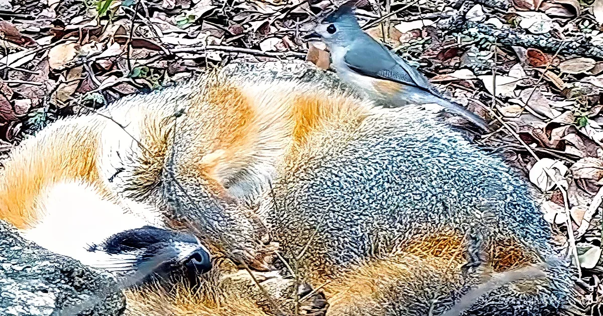 A fox lies on the ground with a bird perched on its back amidst fallen leaves.