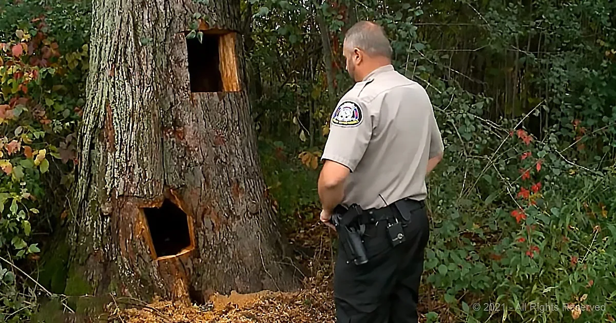 A police officer stands near a tree with two cut-out sections, surrounded by greenery.