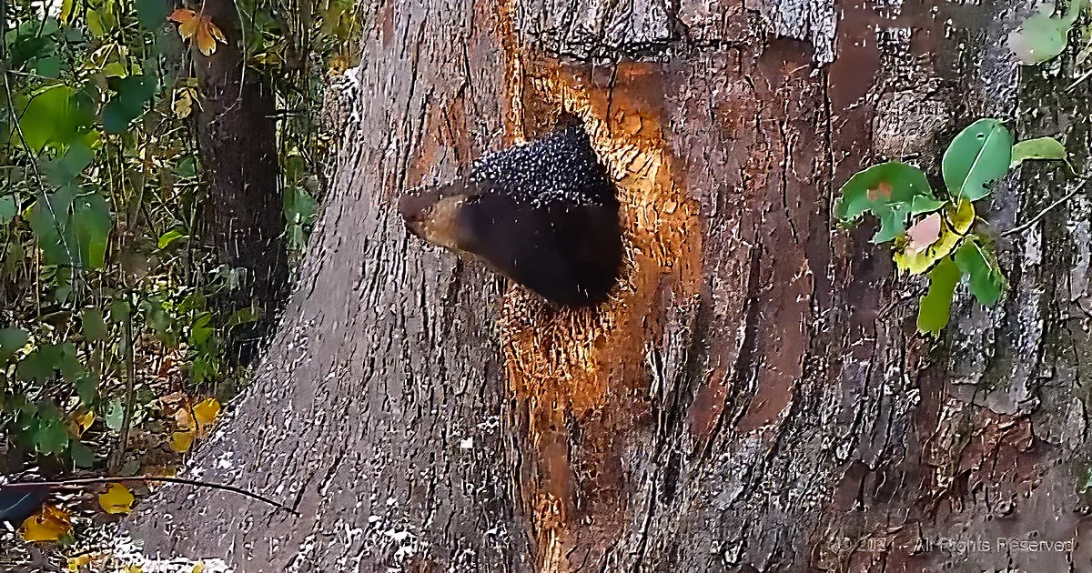 A tree trunk with a large, dark hole and a small, dark object inside, surrounded by green foliage.