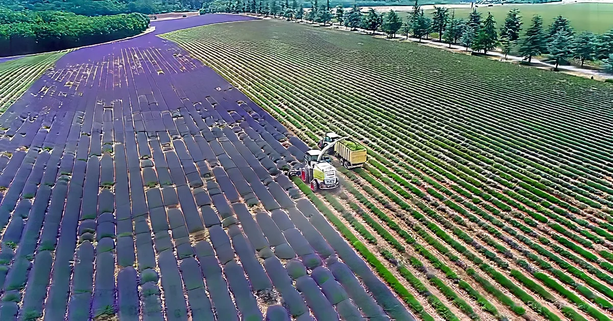 A tractor harvests lavender in a vast field, surrounded by greenery and trees.