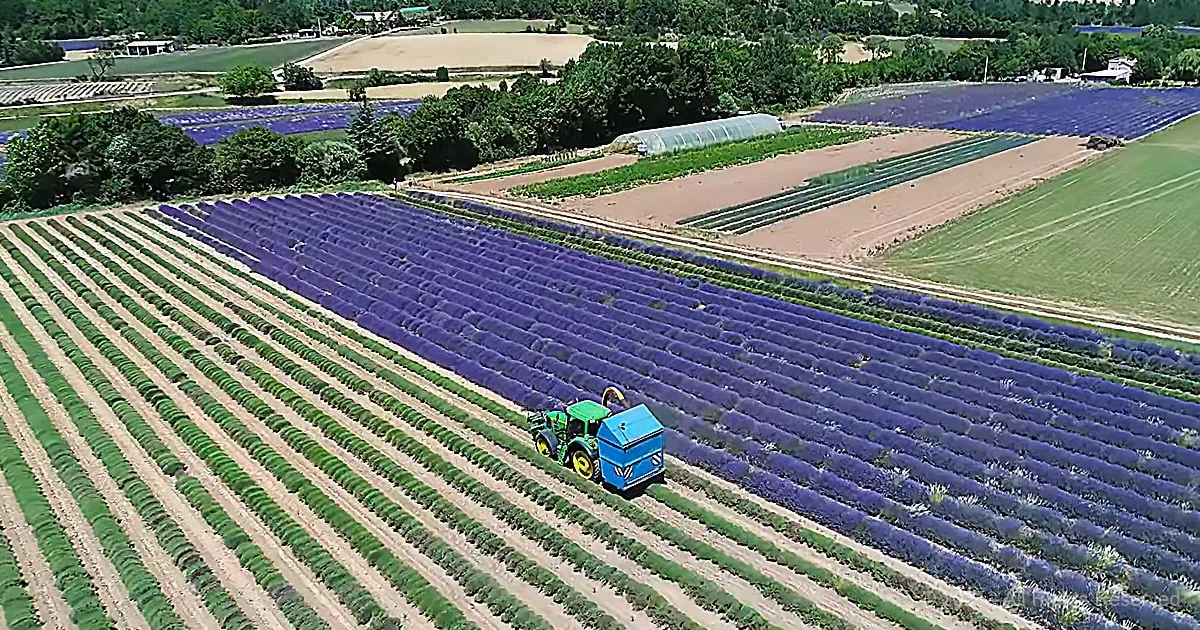 You're Invited on a 'Field Trip' to a Lavender Farm