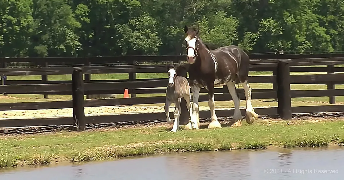 A Big Howdy From the Clydesdale Horse Ranch