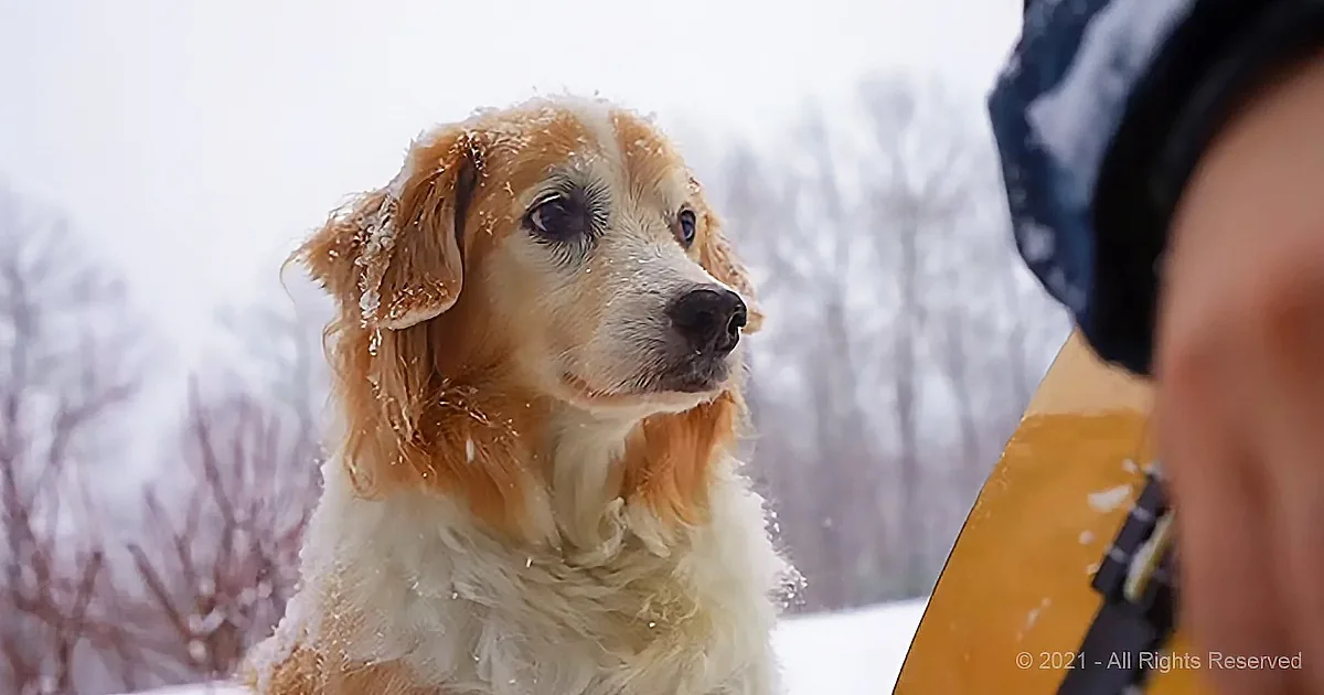 A golden retriever with snow on its fur looks up, standing in a snowy landscape with a person in a yellow jacket nearby.