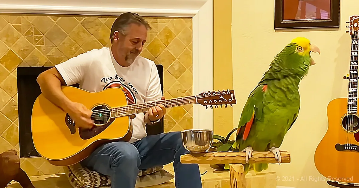 A man plays guitar while a green parrot perches on a wooden stand nearby.