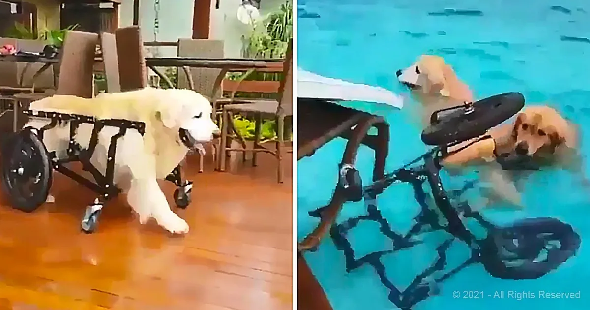 A golden retriever in a wheelchair is shown both on a wooden floor and in a swimming pool.