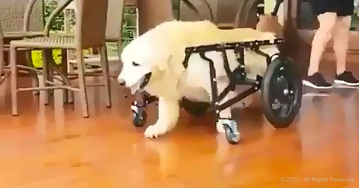A white dog with a prosthetic leg is using a wheelchair on a wooden floor.
