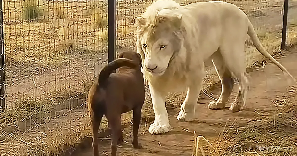 A white lion and a brown dog stand together in a fenced enclosure, facing each other.