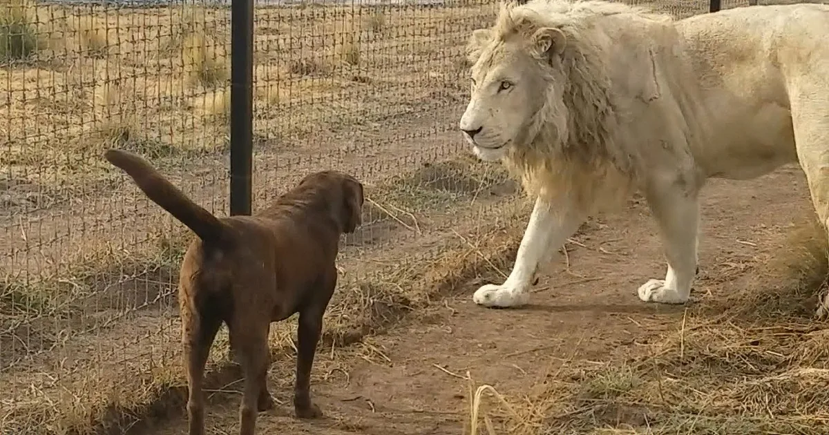 Lion Asking His Dog Friend for Forgiveness Viewed 60 Million Times