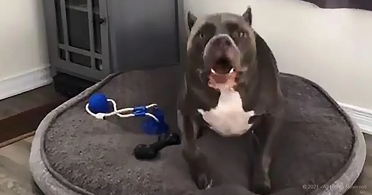 A dog sits on a bed, holding a white object in its mouth, with a blue rope toy nearby.