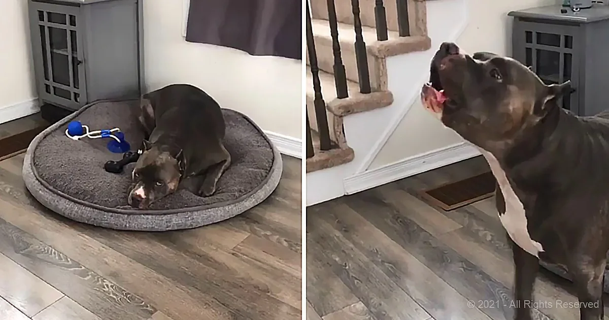 A large dog rests on a cushioned bed, then stands near a staircase, looking up.