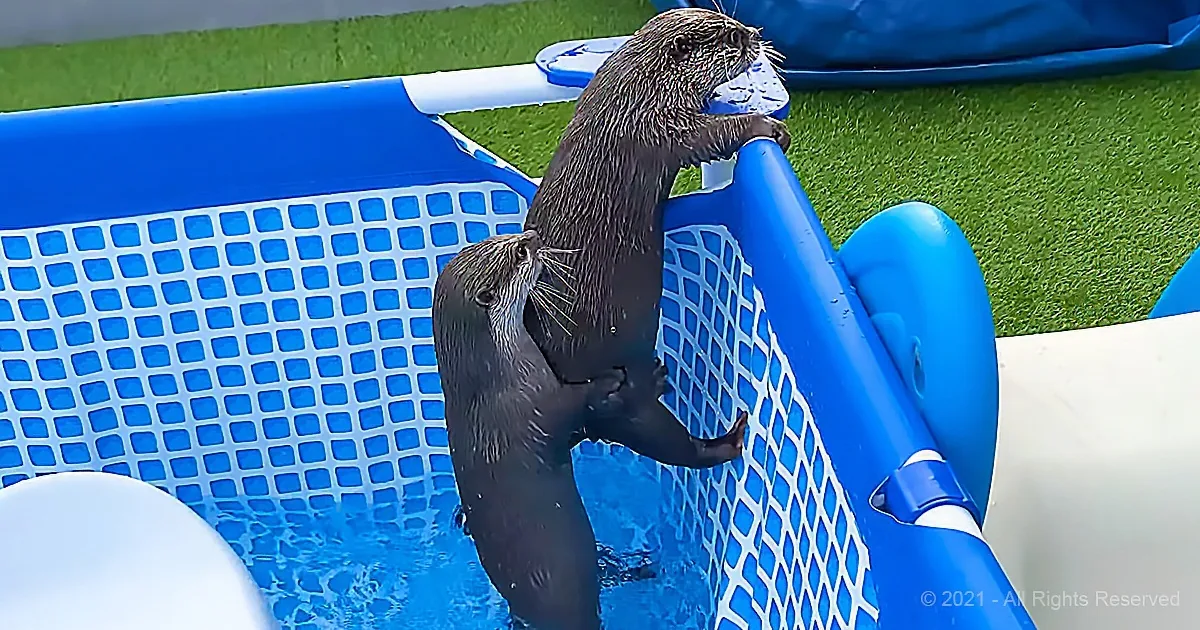 Two otters are climbing out of a blue inflatable pool on a grassy area.