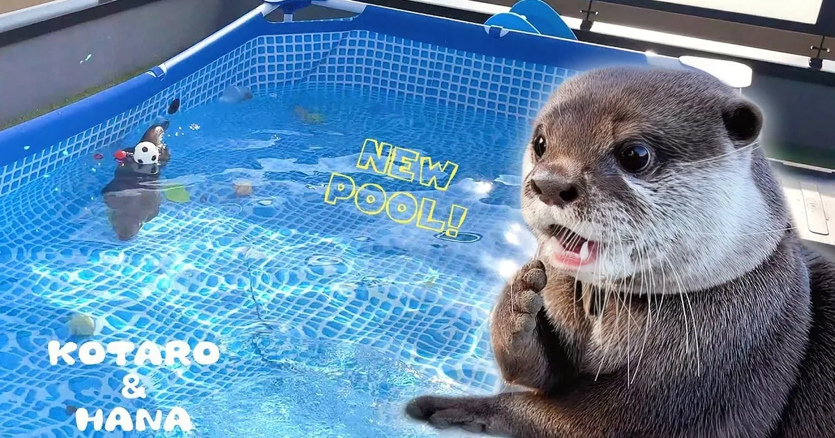 Adorable Otters Love Their New Swimming Pool