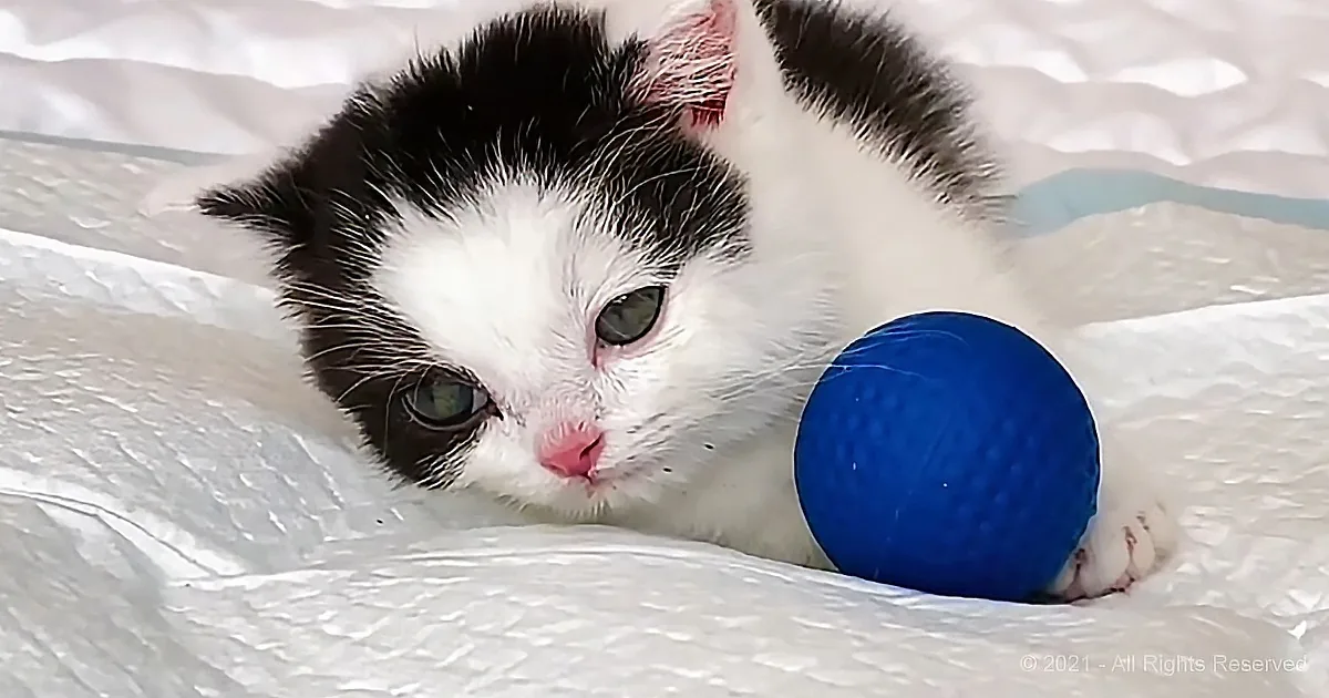 A black and white kitten lies on a white surface, holding a blue ball with its paw.