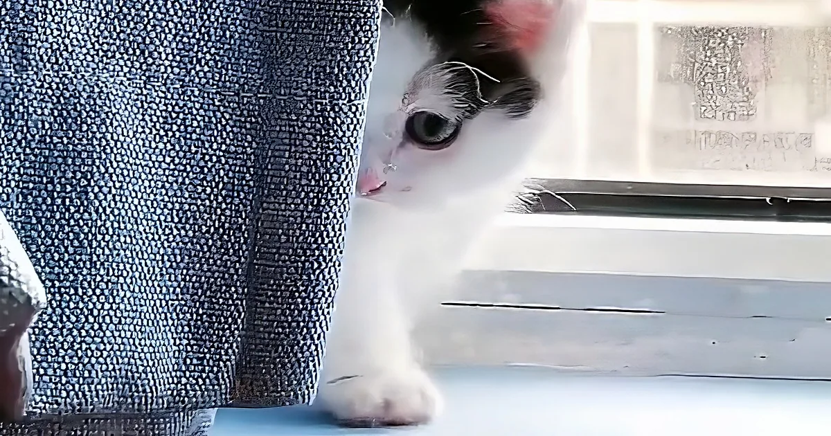 A curious white kitten with blue eyes peers out from behind a blue fabric, its paw visible.