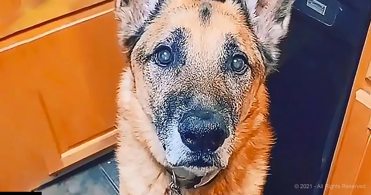 A German Shepherd dog with a collar, looking directly at the camera, in an indoor setting.