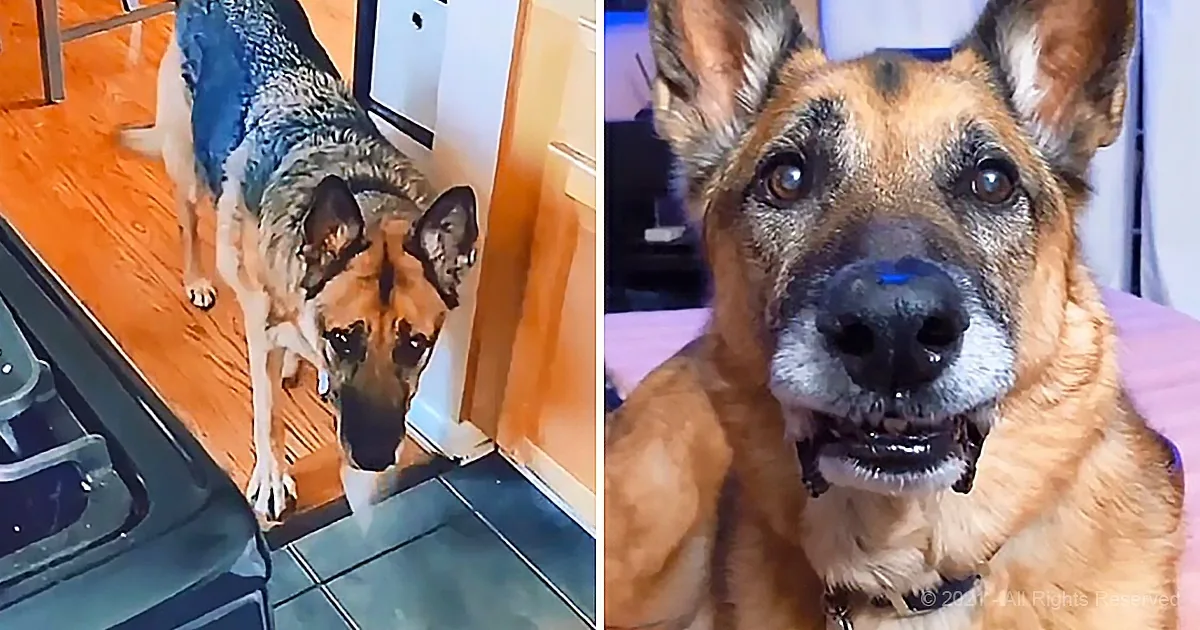 A German Shepherd dog is standing on a kitchen floor, looking down, with its reflection visible in a shiny surface.